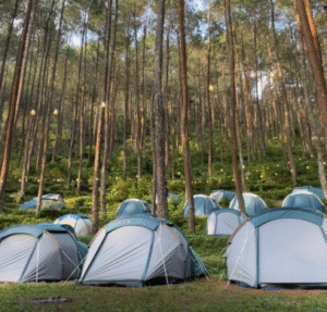 Pinea Forest Mangli